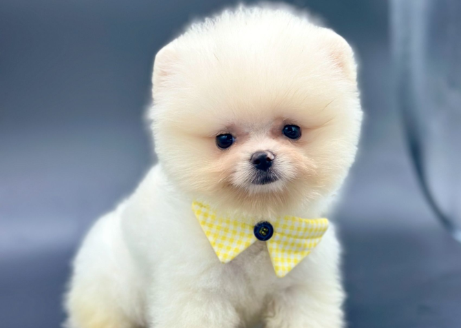 Ayıcık Boo Pomeranian